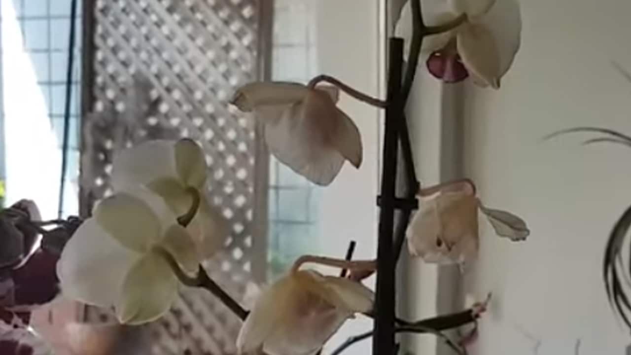 Solmuş Orkide Nasıl Canlandırılır